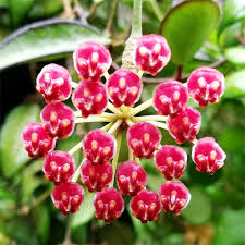 HOYA ROSITA