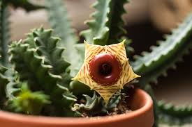 pianta HUERNIA ZEBRINA STAPELIA VASO 8