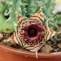 HUERNIA ZEBRINA STAPELIA VASO 8