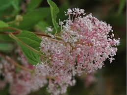 CEANOTHUS X PALLIDUS MARIE SIMON