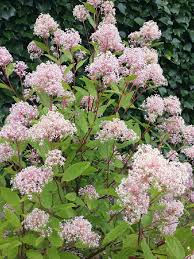 CEANOTHUS X PALLIDUS MARIE SIMON