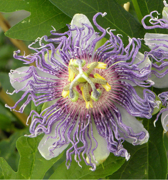PASSIFLORA COOLTROPICS