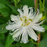 PASSIFLORA SNOWSTAR