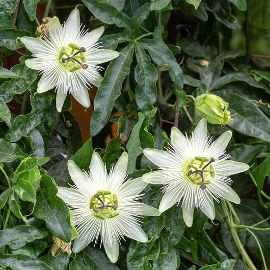 pianta PASSIFLORA SNOWSTAR (Fiore della passione)