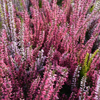 calluna