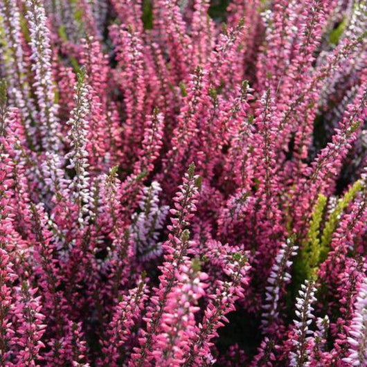 calluna