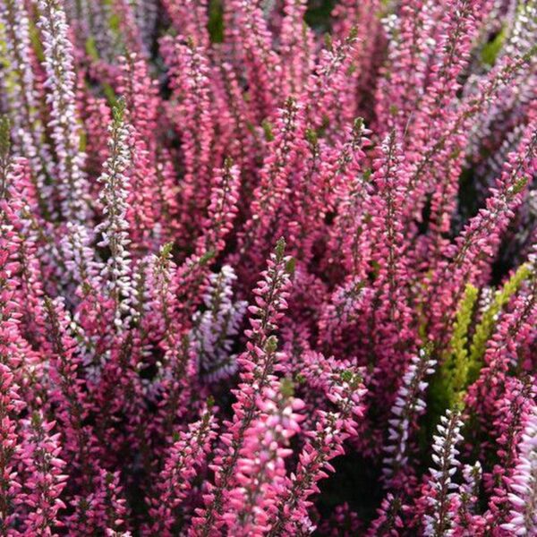 calluna