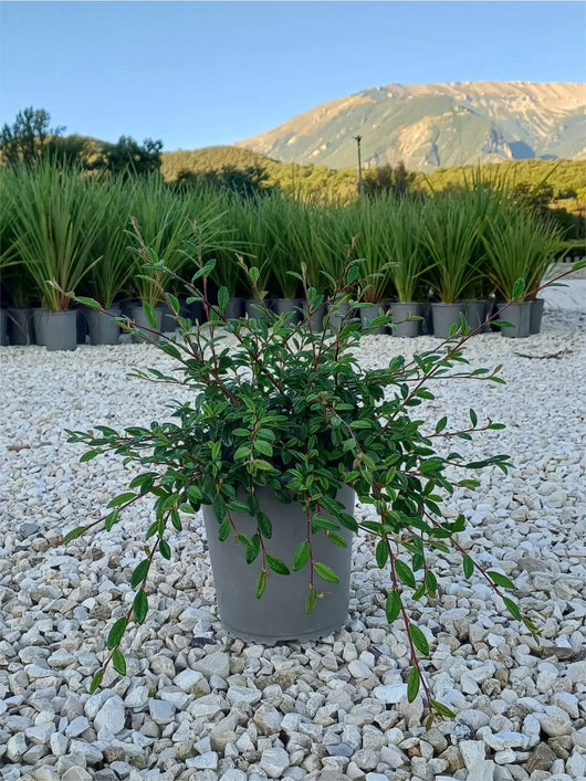 pianta di cotoneaster salicifolia repens