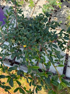 pianta di cotoneaster salicifolia repens