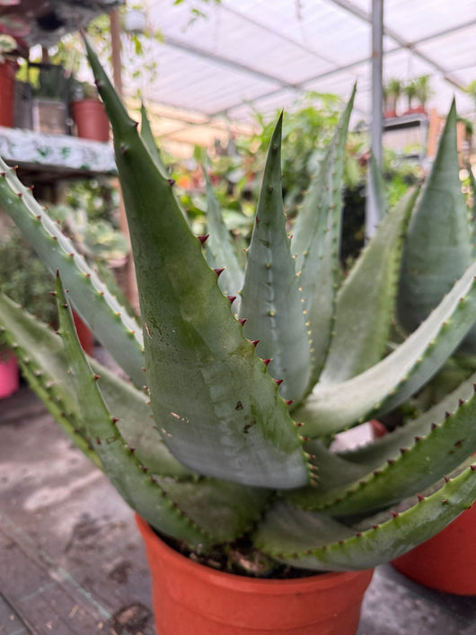 pianta Agave Americana (FOTO REALI)