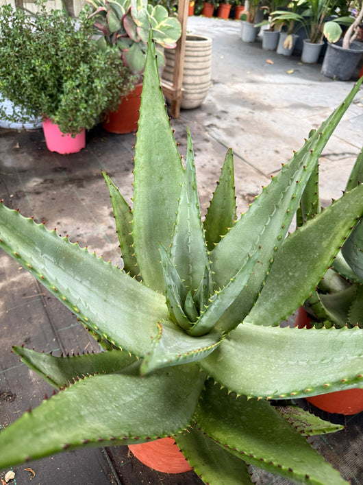 pianta Agave Americana (FOTO REALI)