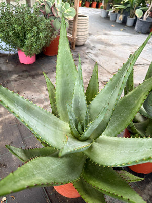pianta Agave Americana (FOTO REALI)