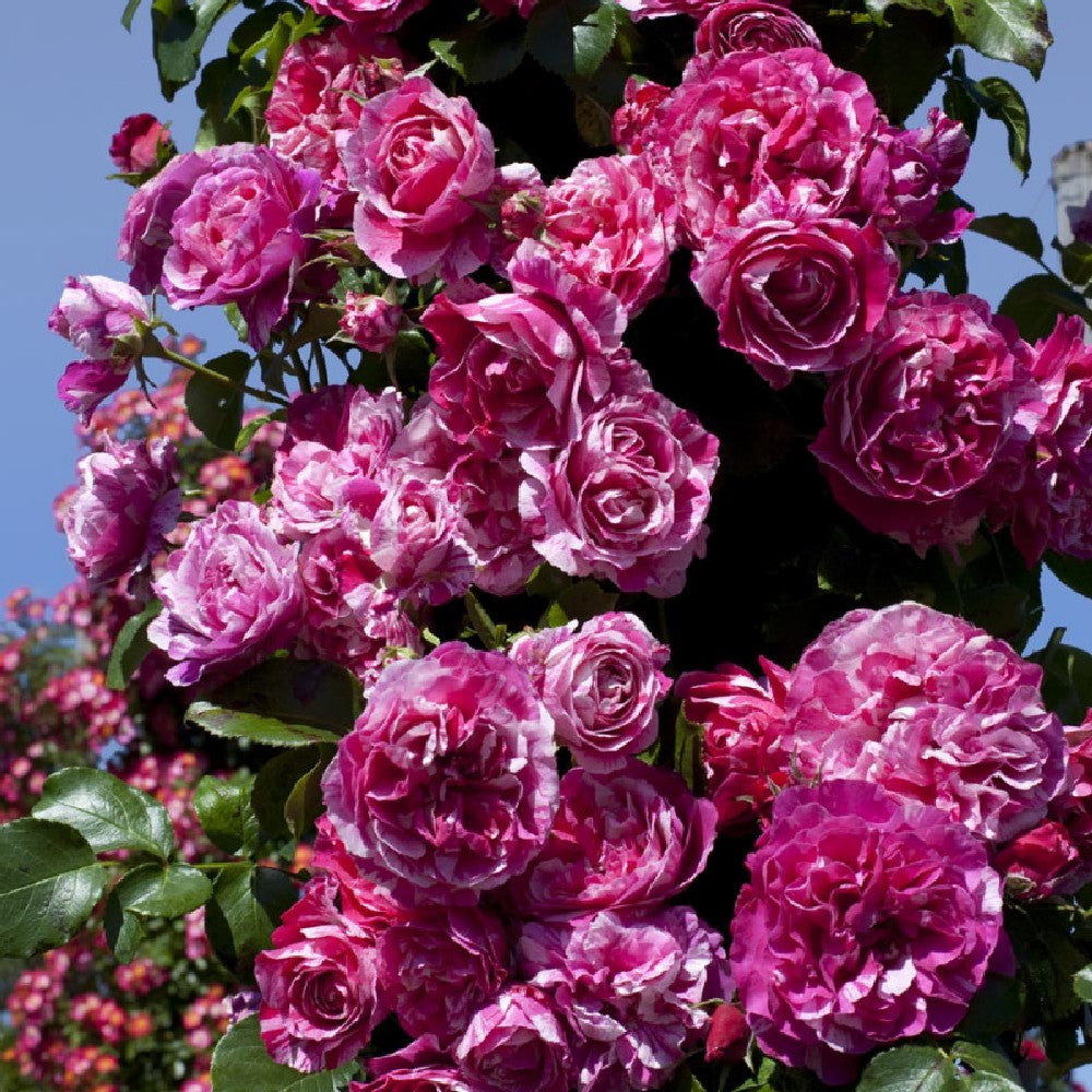 Pianta ROSA BREVETTATA INES SASTRE® RAMPICANTE bianca rosa MEILLAND vera PROFUMO