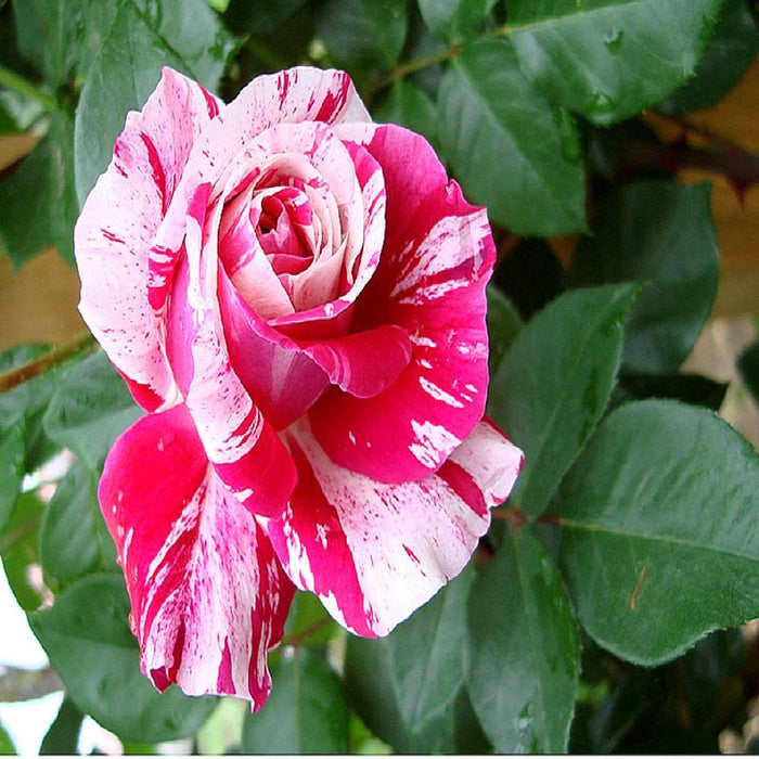 Pianta ROSA BREVETTATA INES SASTRE® RAMPICANTE bianca rosa MEILLAND vera PROFUMO