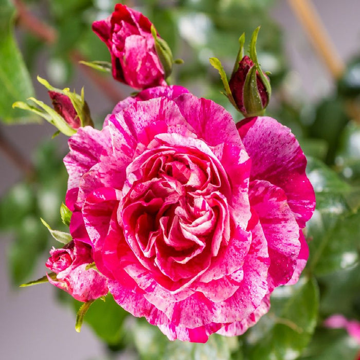 Pianta ROSA BREVETTATA INES SASTRE® RAMPICANTE bianca rosa MEILLAND vera PROFUMO