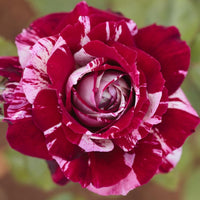 Pianta ROSA BREVETTATA JULIO IGLESIAS ®MEILLAND striata ALBERELLO vaso24 FOTO