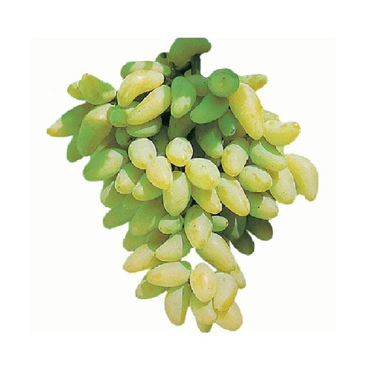 Pianta di UVA VITE innestata DA TAVOLA PIZZUTELLO BIANCO vaso 16 cm AMDGarden