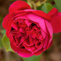 Pianta ROSA BREVETTATA ERIC TABARLY ® RAMPICANTE rosso MEILLAND vera PROFUMATA