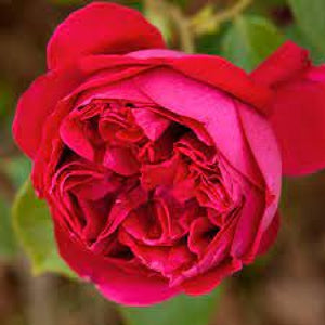 Pianta ROSA BREVETTATA ERIC TABARLY ® RAMPICANTE rosso MEILLAND vera PROFUMATA