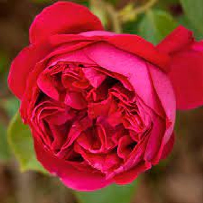 Pianta ROSA BREVETTATA ERIC TABARLY ® RAMPICANTE rosso MEILLAND vera PROFUMATA