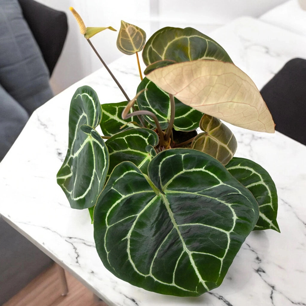 Gardenaria Anthurium 'Crystallinum' - Pianta da interno ornamentale Altezza: 30 cm (vaso 12)