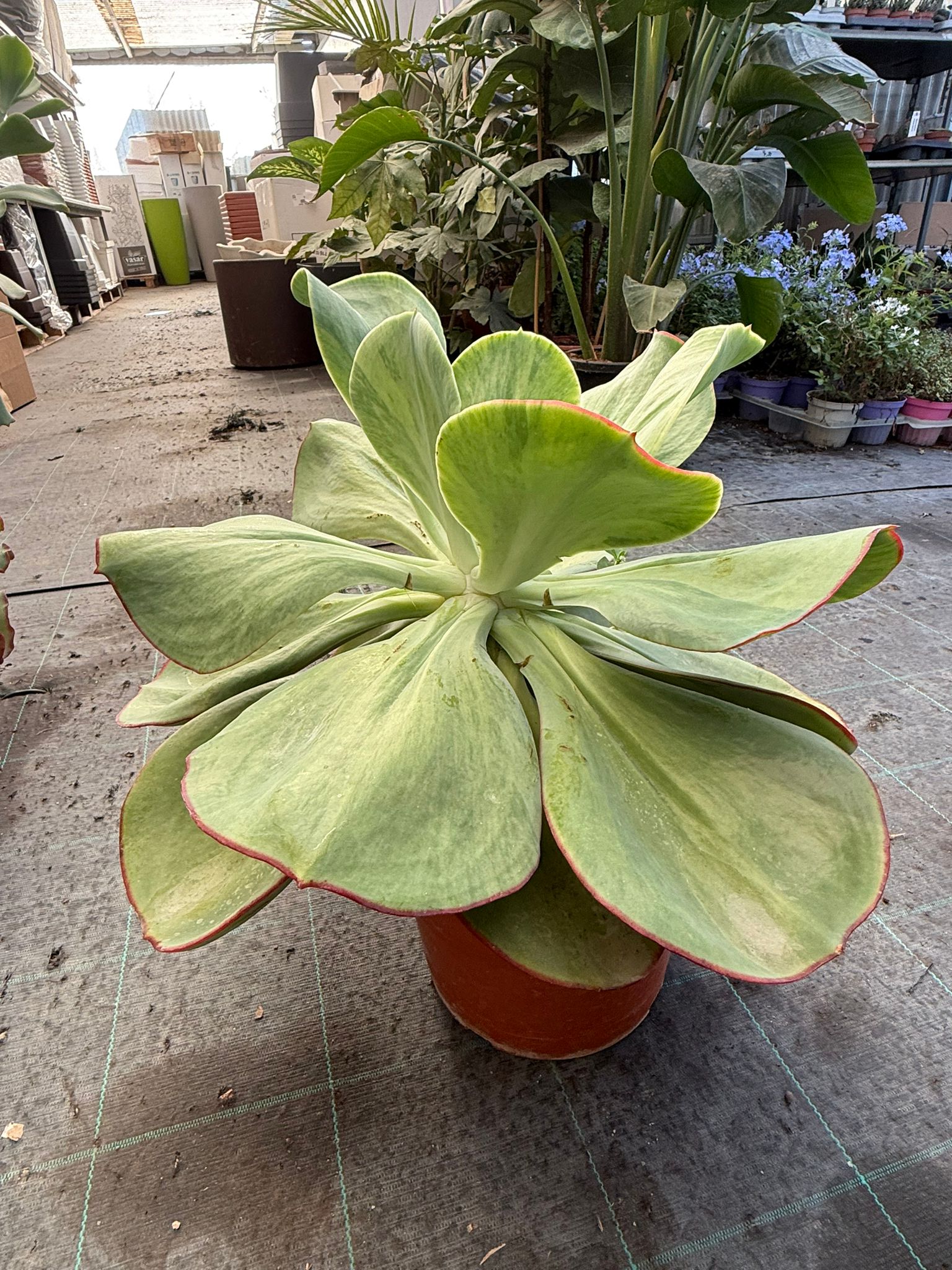 pianta di Echeveria gigantea succulenta (pianta grassa)