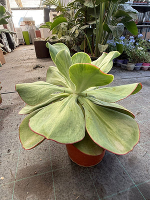 pianta di Echeveria gigantea succulenta (pianta grassa)