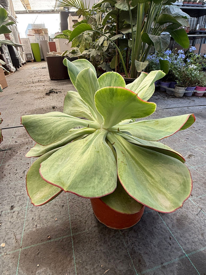 pianta di Echeveria gigantea succulenta (pianta grassa)