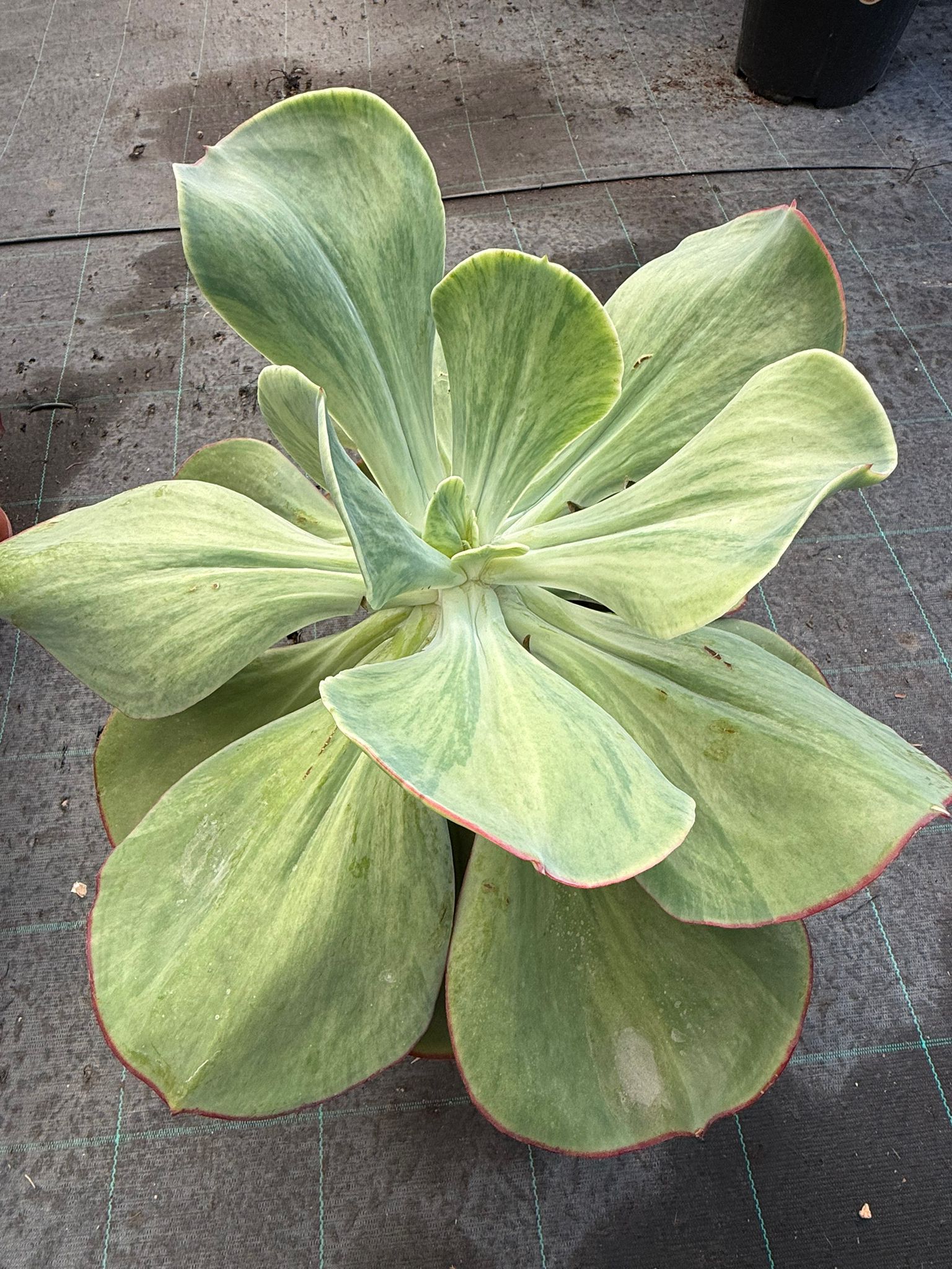 pianta di Echeveria gigantea succulenta (pianta grassa)