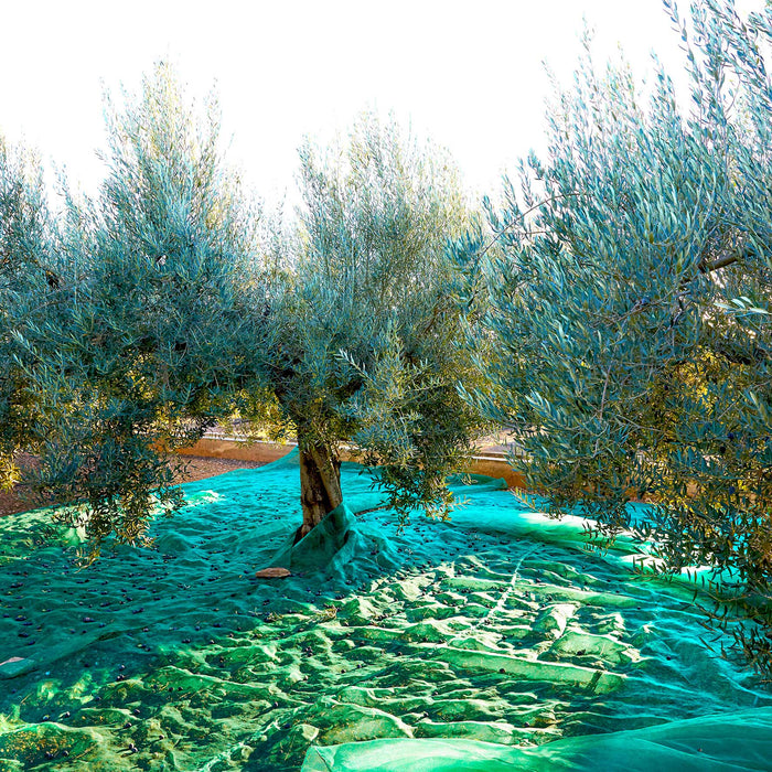 Telo per raccolta olive 4 x 8mt antispina UV stab.