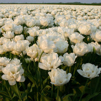 8 bulbi di TULIPANI MOUNT TACOMA 11/12