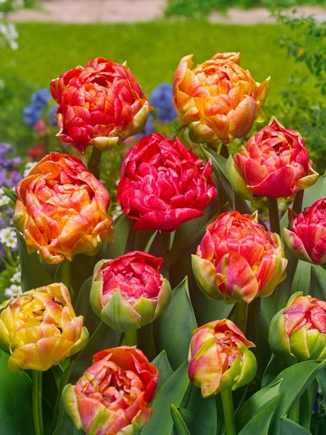 8 bulbi di TULIP.DOPPI TARDIVI SEL. MIX 11/12