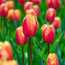 8 bulbi di TULIPANI LAMBADA 11/12