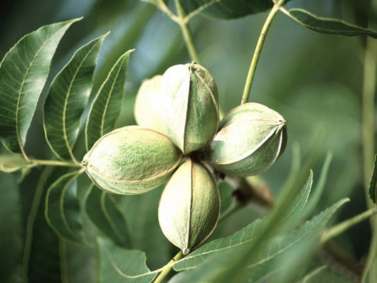 pianta di Carya illinoinensis, (noce pecan)