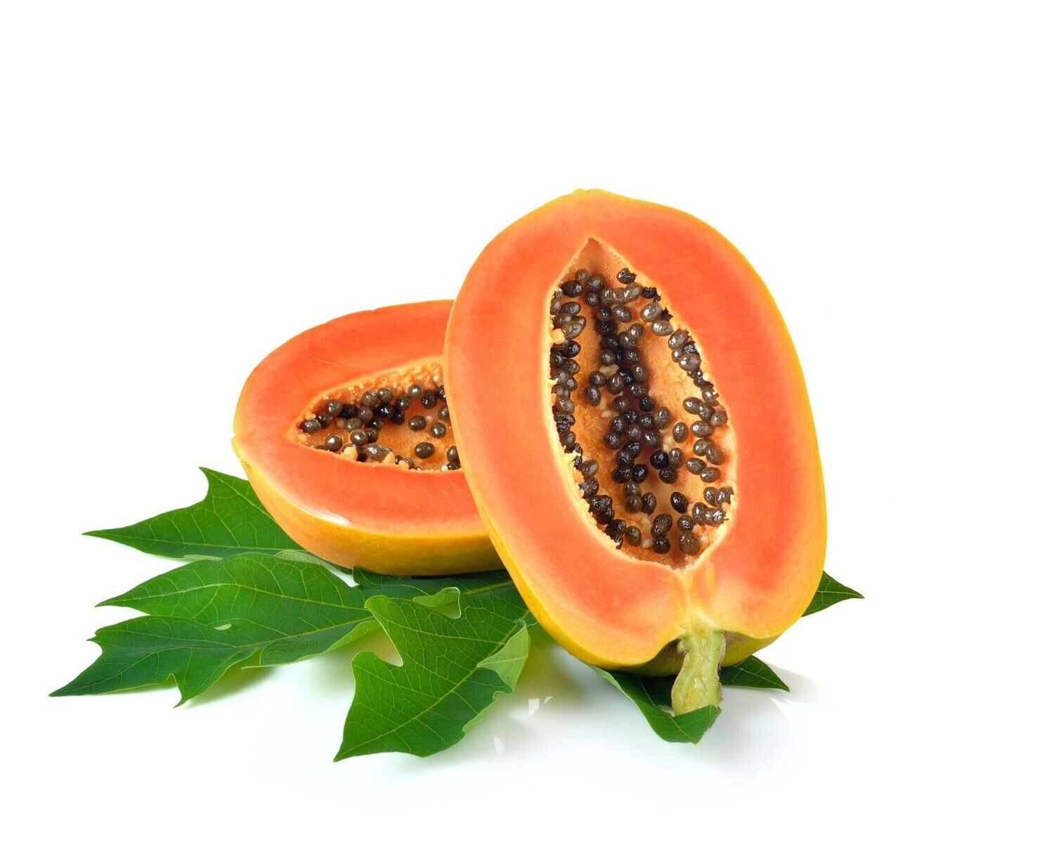 pianta di Carica papaya
