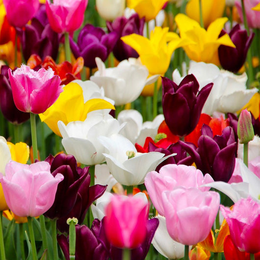 6 bulbi di TULIPANI SINGOLI MIX 11/12