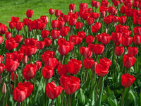 8 Bulbi di TULIPANI RED IMPRESSION 12+
