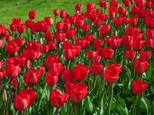8 Bulbi di TULIPANI RED IMPRESSION 12+