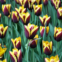 8 bulbi di TULIPANI GAVOTA 11/12