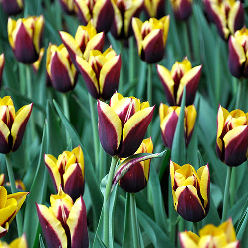 8 bulbi di TULIPANI GAVOTA 11/12