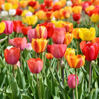 8 bulbi di TULIPANI TRIONFO MIX 12+