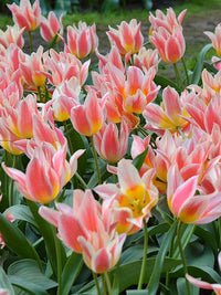 8 bulbi di TULIPANI QUEBEC 11/12