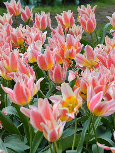 8 bulbi di TULIPANI QUEBEC 11/12