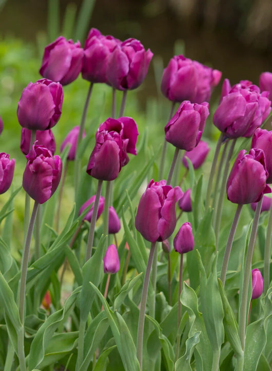 8 bulbi TULIPANI PURPLE RAIN 11/12