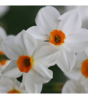 5 bulbi di NARCISI GERANIUM 12/14