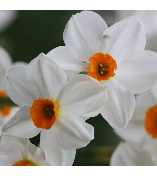 5 bulbi di NARCISI GERANIUM 12/14