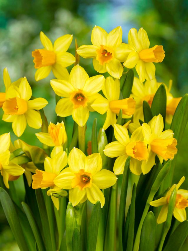 8 bulbi di NARCISI TETE A TETE  10/11