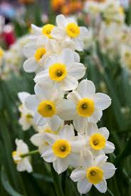 8 bulbi di NARCISI MINNOW 10/11