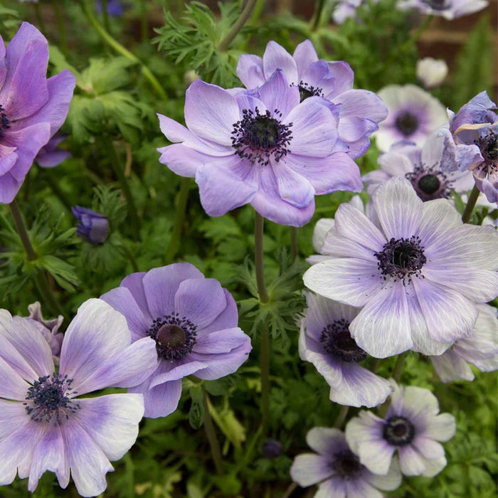 15 bulbi di ANEMONE DE CAEN MIX 5/6