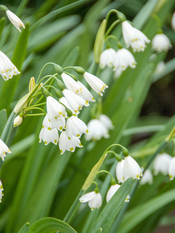 5 bulbi di LEUCOJUM GRAVITY GIANT 10/12